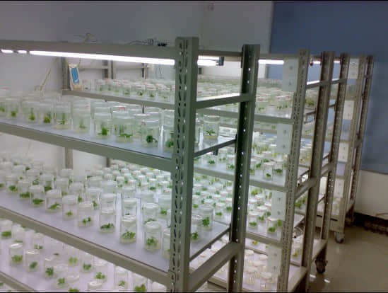 培養(yǎng)架，組培架，煉苗架