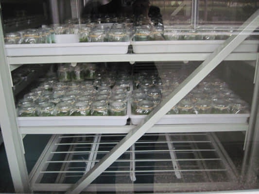 培養(yǎng)架，組培架，煉苗架